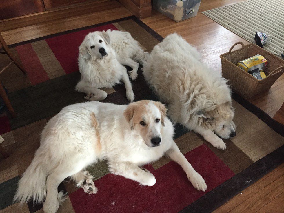 7 Things I Hate About My Dog