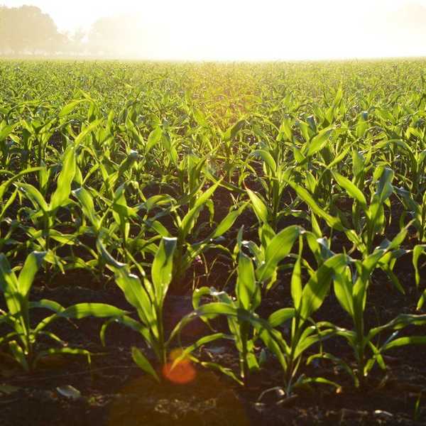 11 Things To Know About GMO's