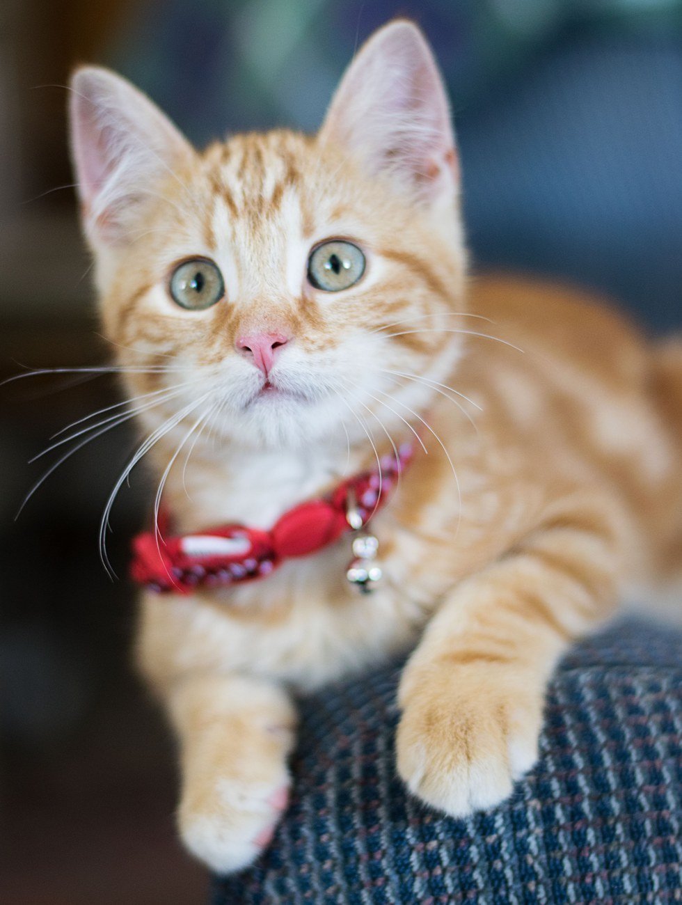 11 Reasons To Get A Kitten | The Odyssey Online