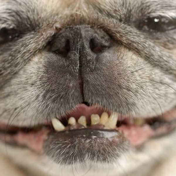 Here's Why Pugs Are the World's Best Dog