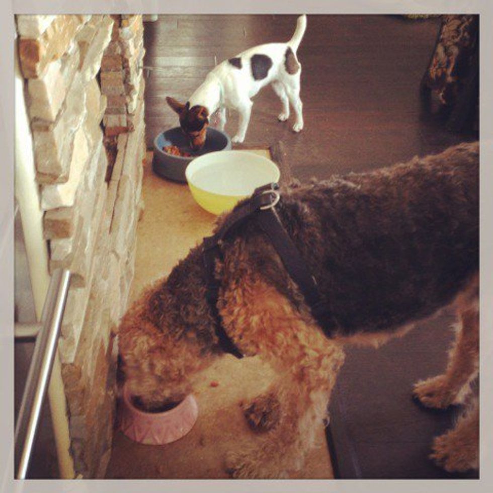 A (Wo)man's Best Friend