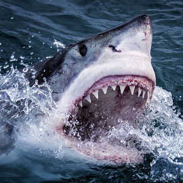 20 Reasons Why Sharks Inspired Me To Go Back To School