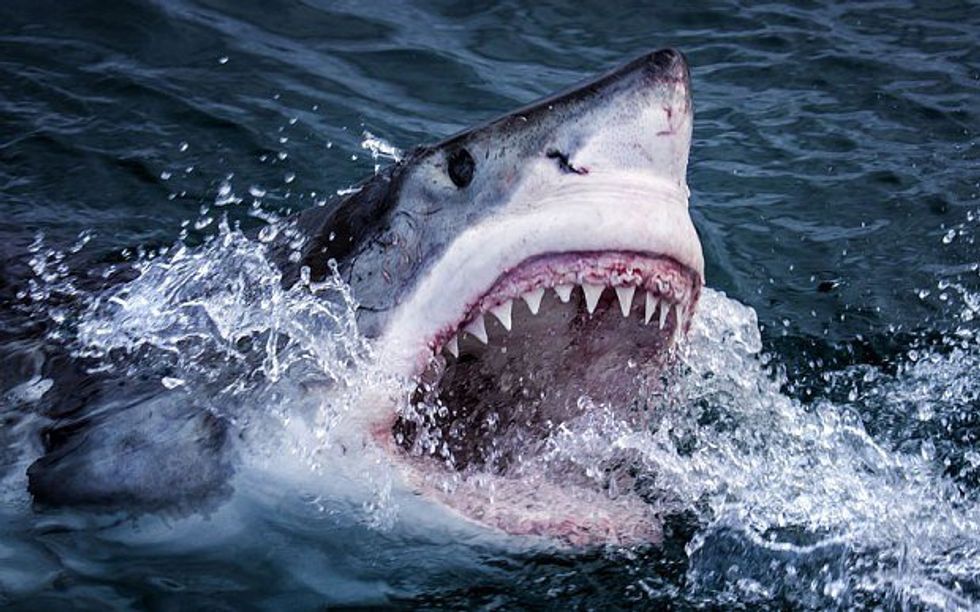 20 Reasons Why Sharks Inspired Me To Go Back To School