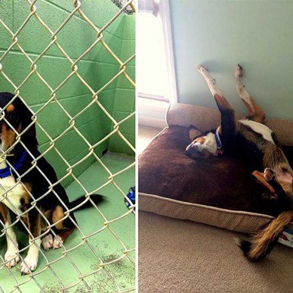 10 Reasons To Adopt A Dog