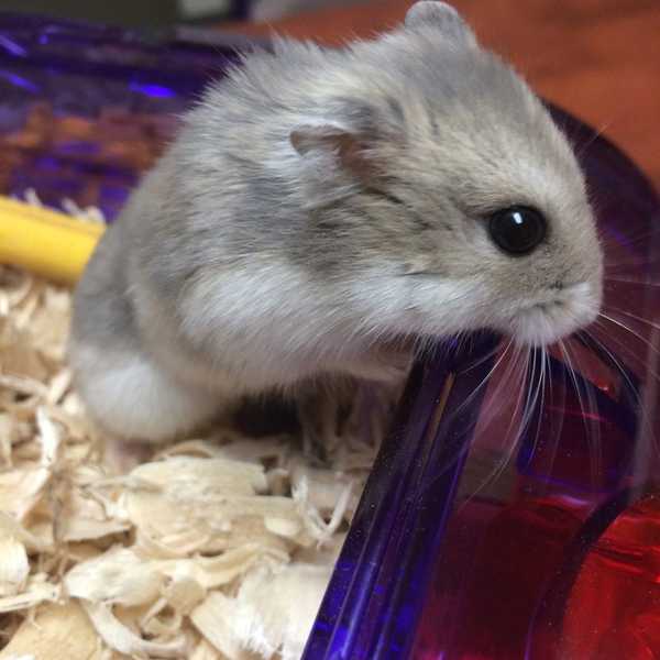 12 Reasons Why Having a Pet Hamster is the Best