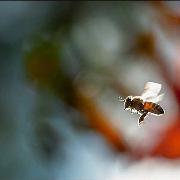 Everything You Need To Know About Bees And Why They Matter