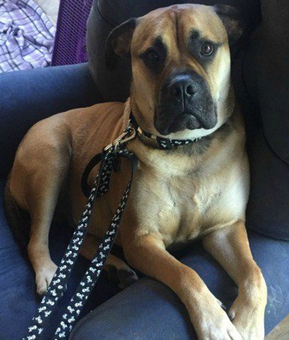 What I've Learned Owning An 'Aggressive' Dog