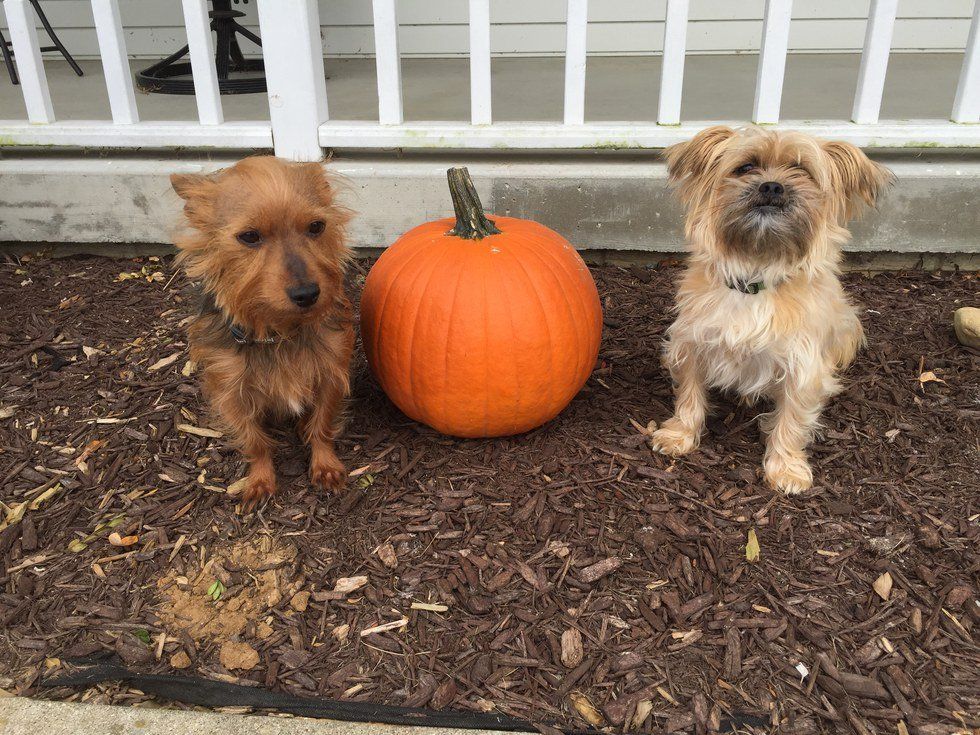 What It's Like To Have A Dog With Anxiety