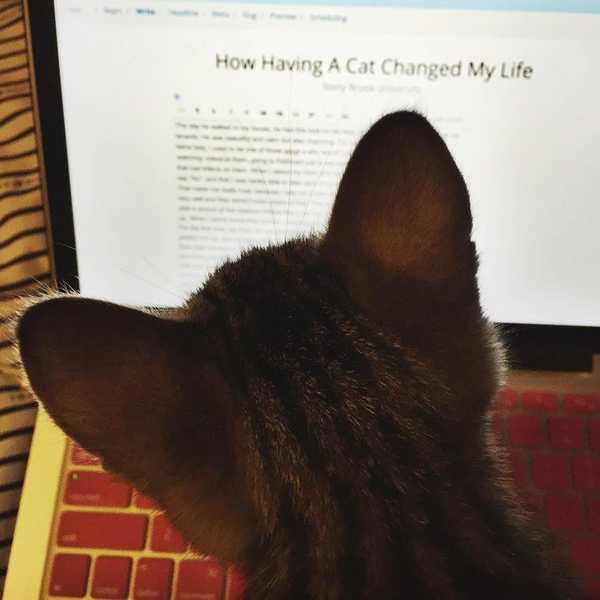 How Having A Cat Changed My Life