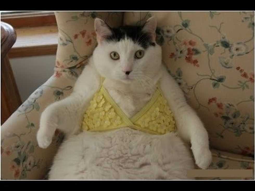 Cats are Better Than Children