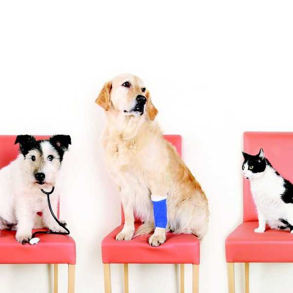 What Can I Do for My Pet In An Emergency Situation?