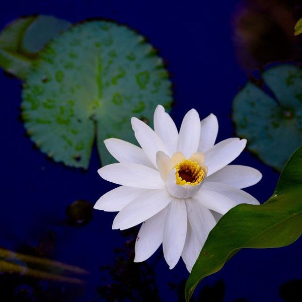 Photography Creates Independence