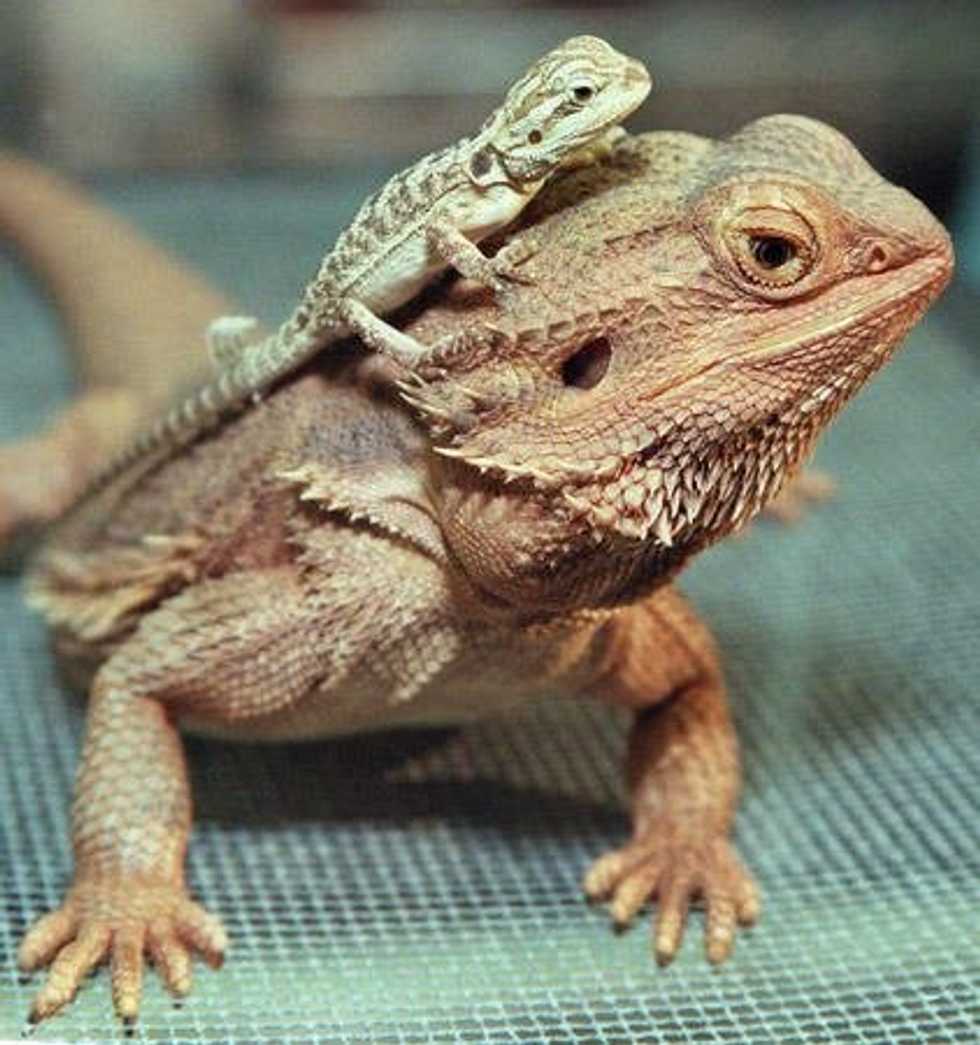 Pets That Start Small And Become Giants