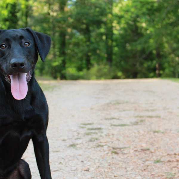 How I Became A Dog Lover
