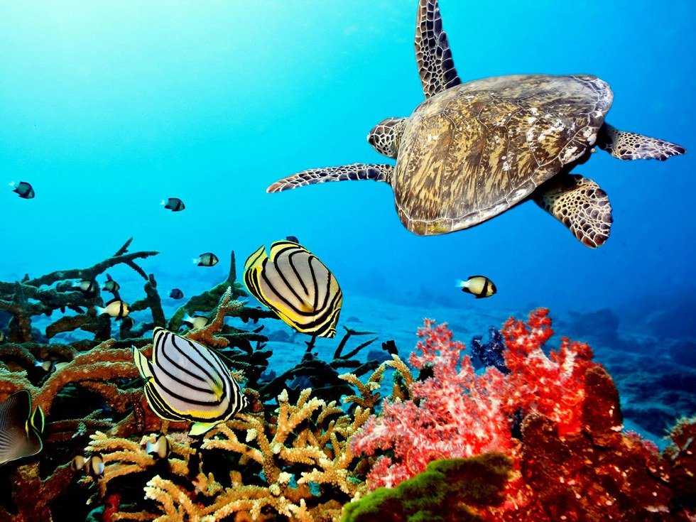 How You Can Protect The Reefs By Switching Sunscreens