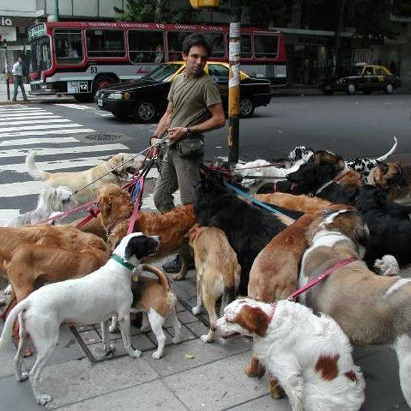 10 Reasons To Adopt A Dog