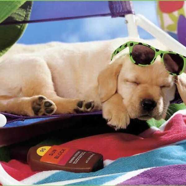 7 Tips For A Healthy Canine Summer