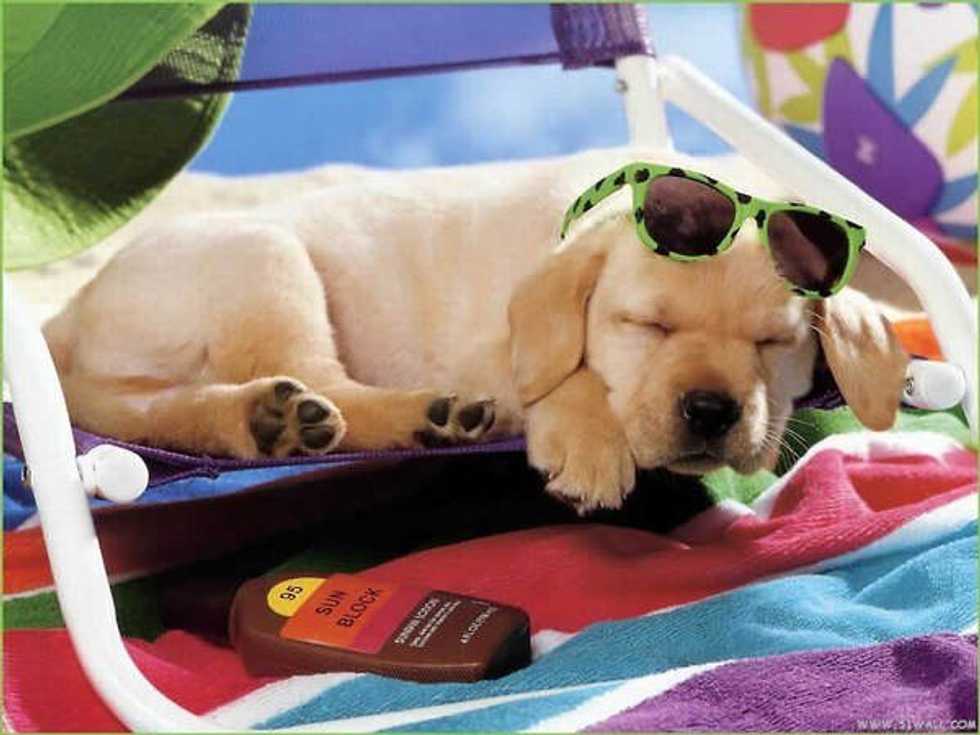 7 Tips For A Healthy Canine Summer