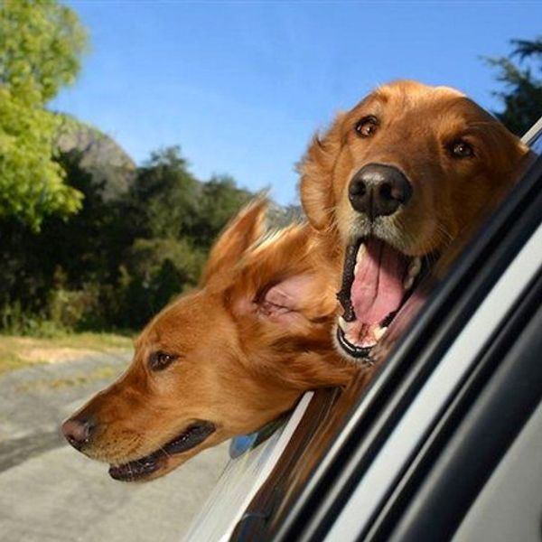 Why Sticking Your Head Out the Window of a Car Like a Dog is Probably the Best Feeling Ever