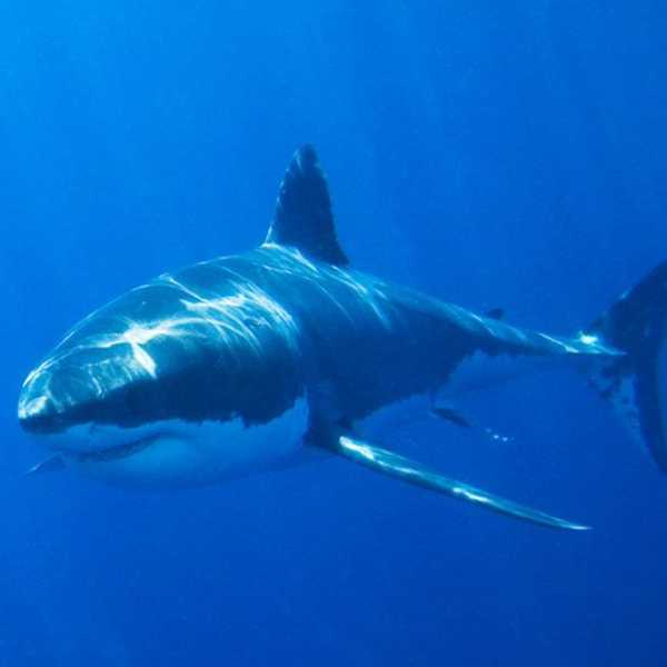 Everything That Is Wrong With Shark Week