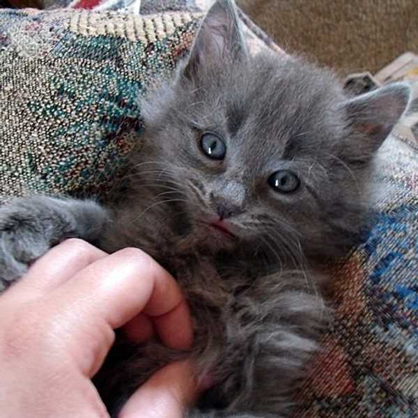 Pros And Cons Of Owning Cats