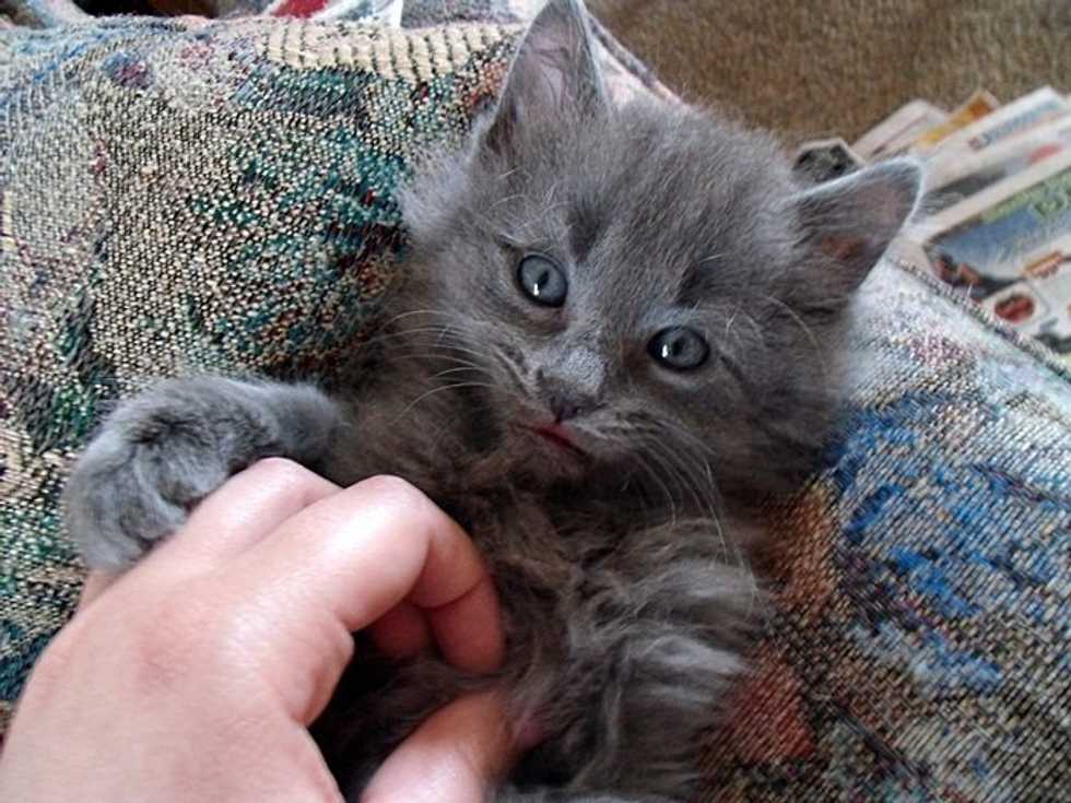 Pros And Cons Of Owning Cats