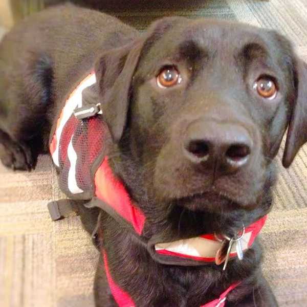 Service Dog Laws For Dummies