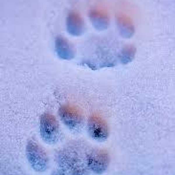 Why It Hurts To Lose A Pet