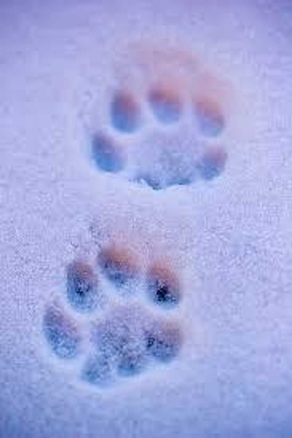 Why It Hurts To Lose A Pet