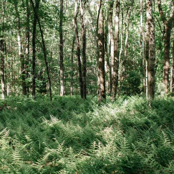 The 7 Day Social Media Detox Challenge