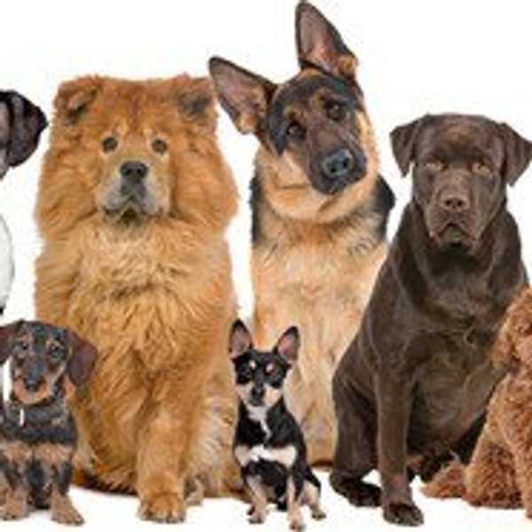 Six Reasons Why I Love Dogs