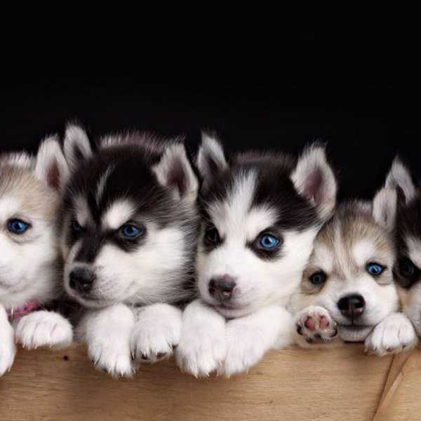 Why Dogs Are So Important To Me