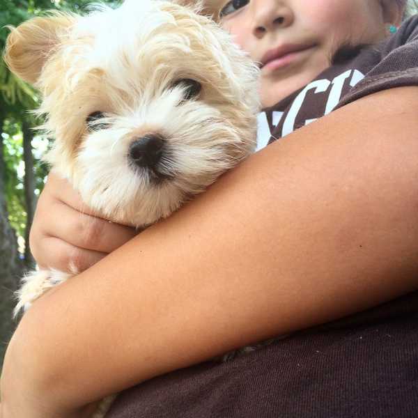 5 Reasons Why Dogs Are Humans' Best Friends