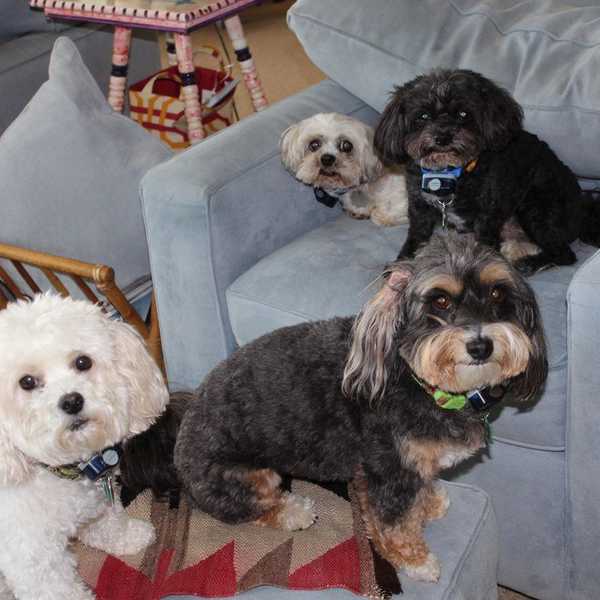 The Pawtastic Thoughts Of 4 Dogs