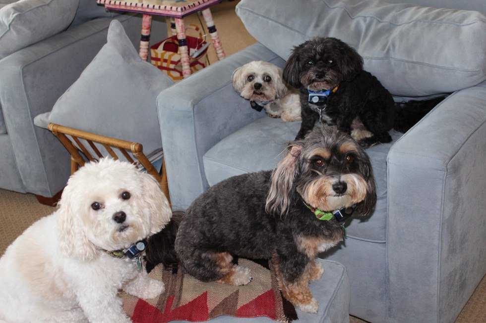 The Pawtastic Thoughts Of 4 Dogs