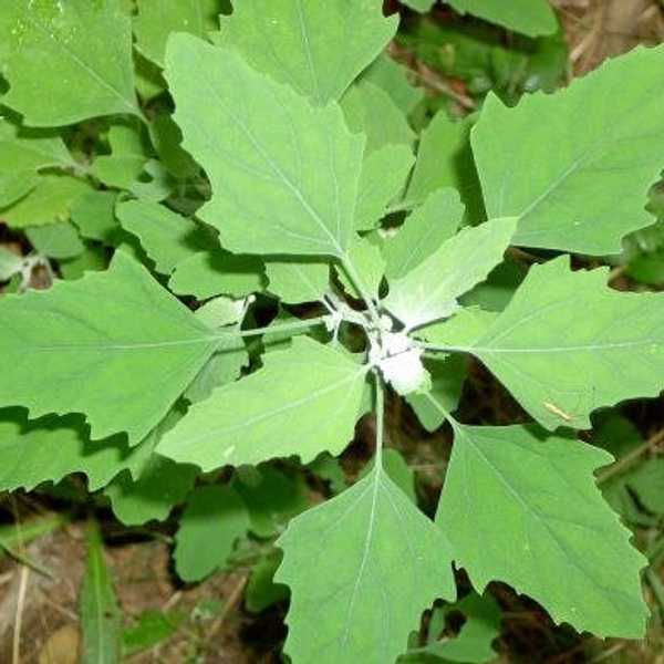 The Story Of A Not-So-Weed Lambsquarters