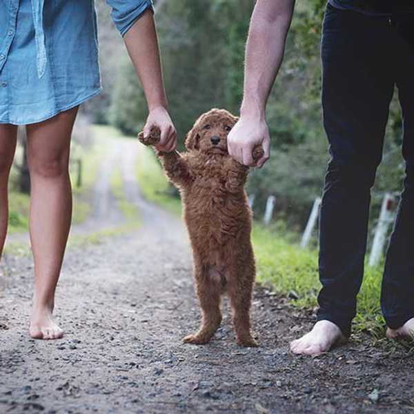 10 Ways Puppies Are Like Children