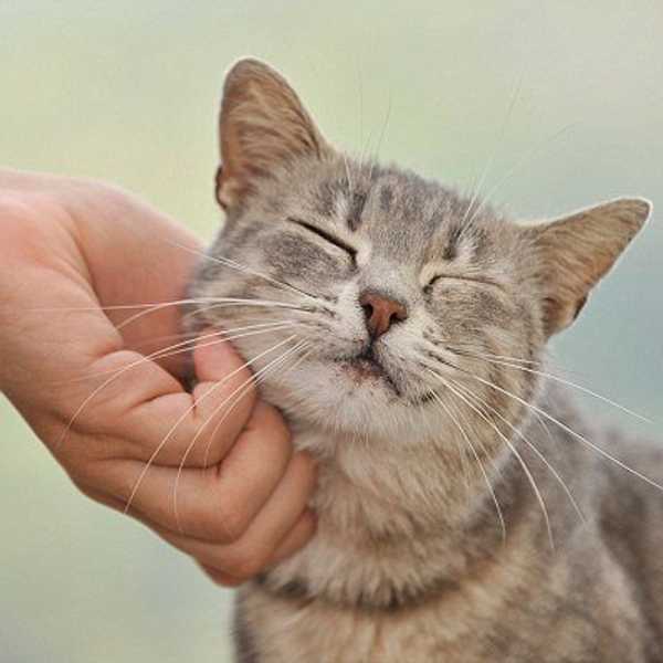 10 Things All Cat Owners Understand