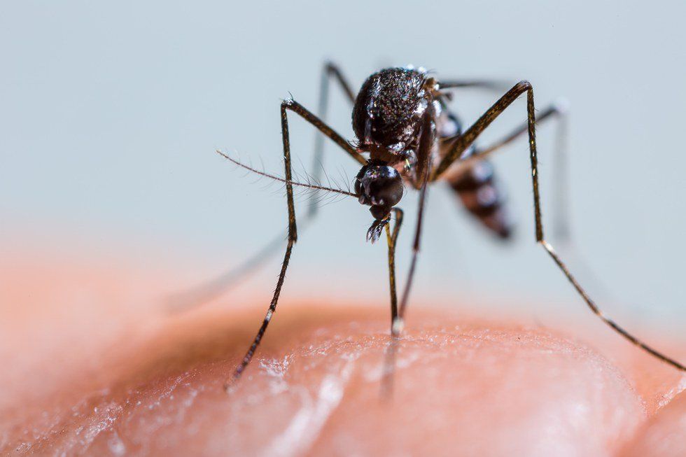What You Should Know About The Zika Virus And Why You Should Not Fear It