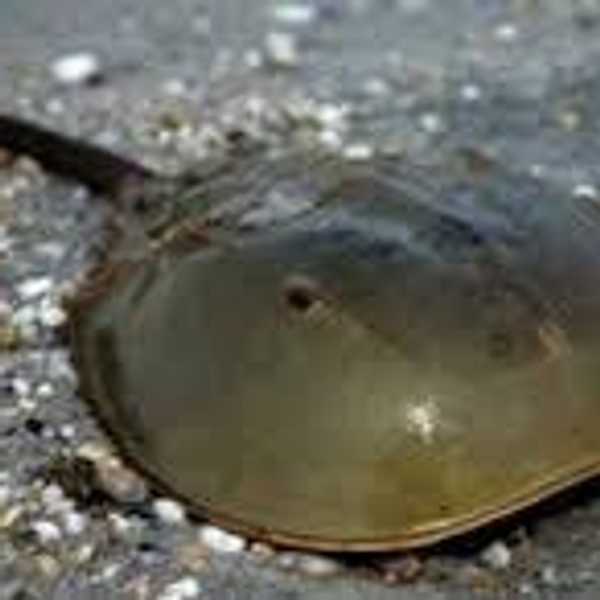 How Horseshoe Crabs Help Save Lives