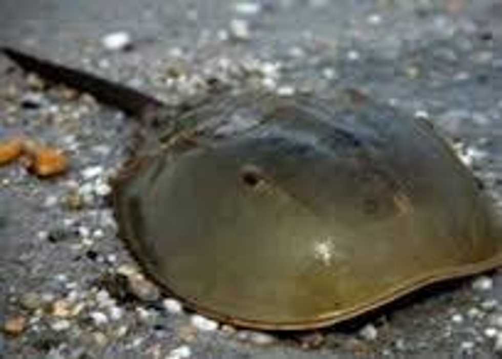 How Horseshoe Crabs Help Save Lives