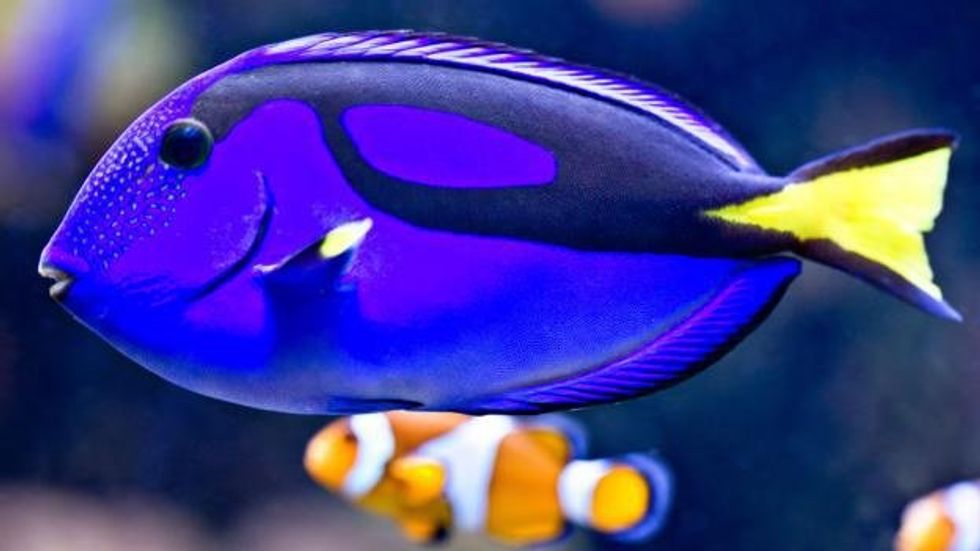 Losing Dory: The Danger of the Demand for Real-Life Nemo & Dory