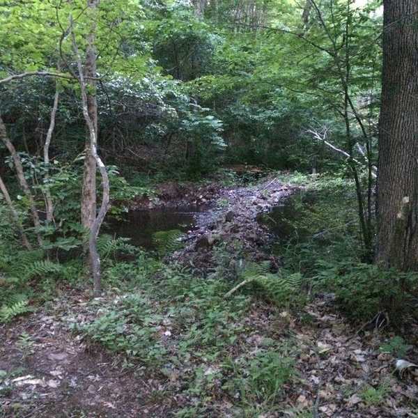 A Walk Through the Woods