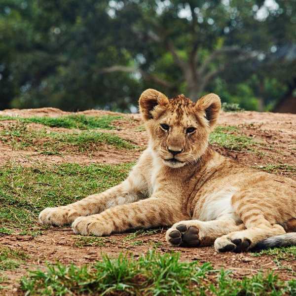 Why Animal Captivity Is Not The Answer To Saving Species
