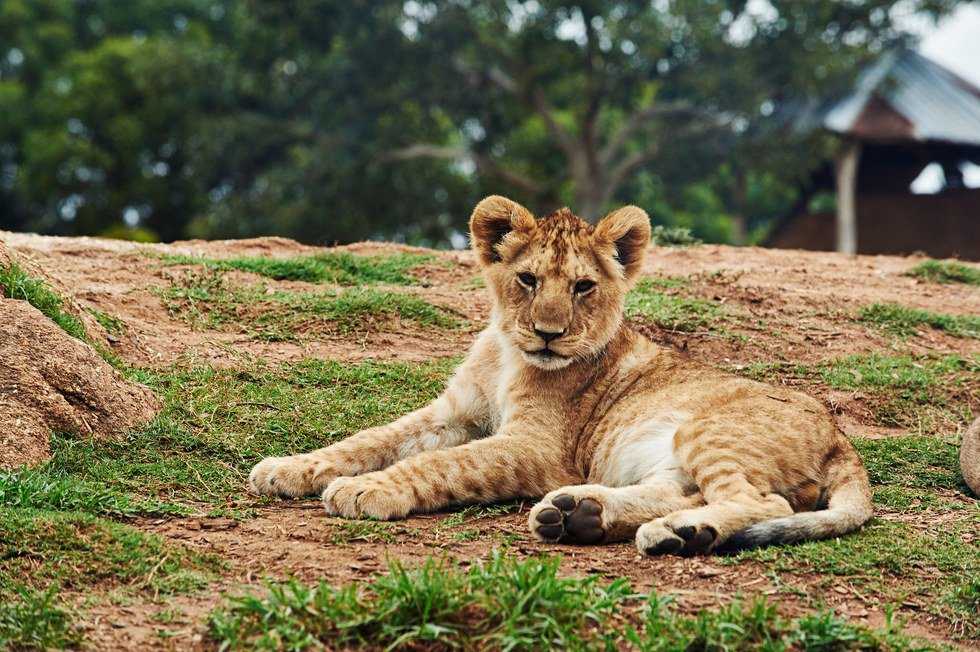 Why Animal Captivity Is Not The Answer To Saving Species