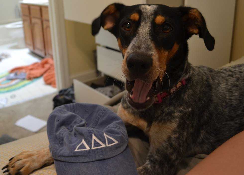 5 Reasons to Adopt a Shelter Animal