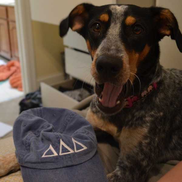 5 Reasons to Adopt a Shelter Animal