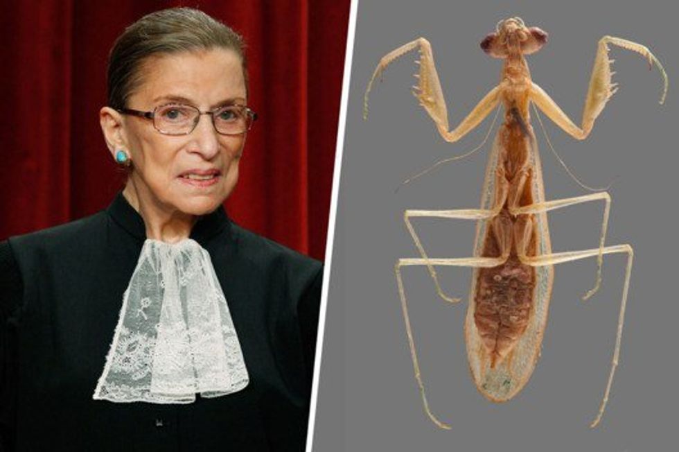 Notorious RBG Strikes Again