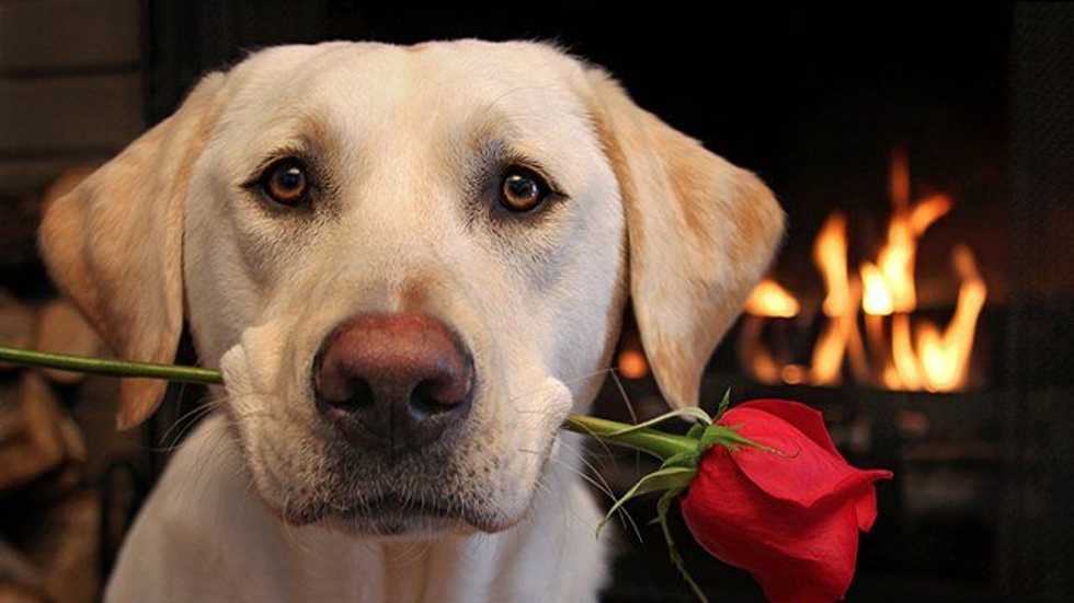 Why You Don't Need A Boyfriend, You Just Need A Dog