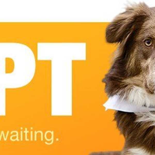 5 Reasons You Should Visit a Shelter- Not a Breeder